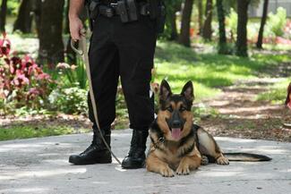Die neue Tierschutz-Hundeverordnung regelt die Ausbildung von Polizeischutzhunden – und wird derzeit heftig diskutiert.