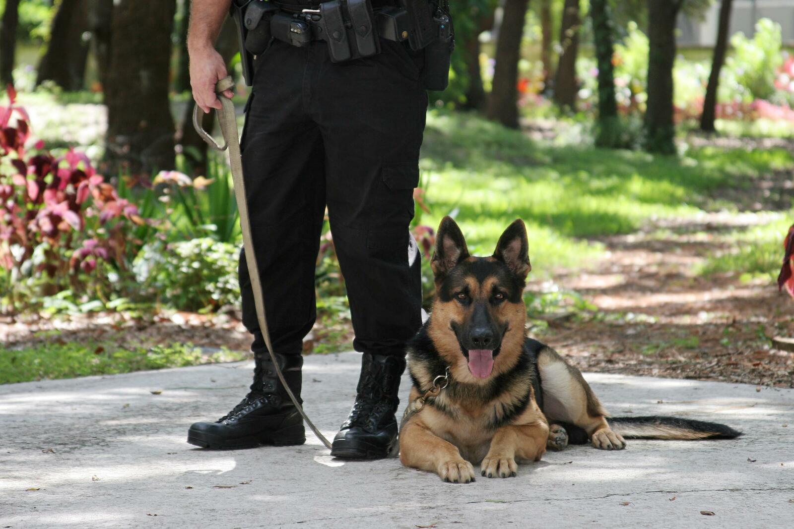 Die neue Tierschutz-Hundeverordnung regelt die Ausbildung von Polizeischutzhunden – und wird derzeit heftig diskutiert.